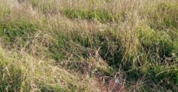 Участок 8 соток в Авангардном